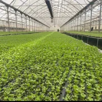 کارگر خانم برای گلخانه