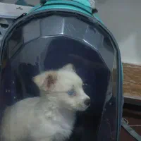 سگ پاپی