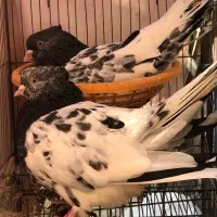 فروش کله سبز نر و ماده