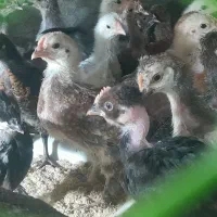 جوجه محلی و جوجه بوقلمون ۱۶ روزه واکسن خورده
