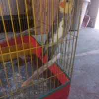 پرنده عروس هلندی