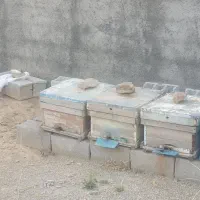 زنبو عسل