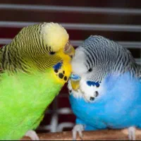 یک جفت مرغ عشق با سه عدد جوجه