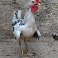 خروس گلین