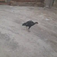 دو عدد تخچه لاری