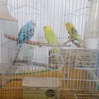 چهارعدد مرغ عشق