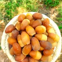 رطب عسلی نوبرانه و خرما خوزستان عمده و جزیی