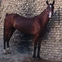 مادیون ۵سال خالی