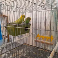 دو جفت مرغ عشق