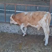 فروش گوساله
