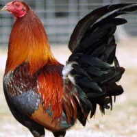 مرغ و خروس