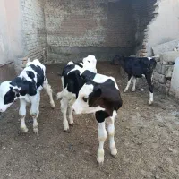 گوساله نر