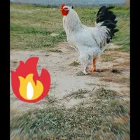 خروس برهما