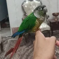 گرینچیگ ماده ۸ ماهه