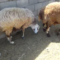 قوچ