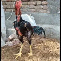 خروس لاری
