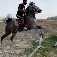 اسب نریان کره