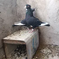 سیاه پلنگ