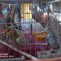 یک جفت عروس هلندی و 3 عدد جوجه بالغ