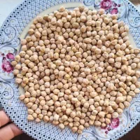 فروش نخود