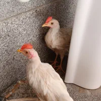 جوجه