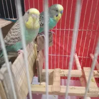 یک جفت مرغ عشق