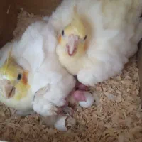 عروس هلندی و با 4جوجه