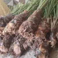 حراج|گل و گیاه طبیعی|داراب, |دیوار
