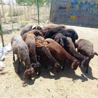 میش جوان شیشک قره قزل افشار