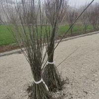 نهال‌و‌قلمه‌کبوده‌شیرازی‌