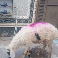 گوسفند  چاق