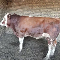 جوانه سیمینتال