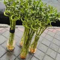 گل بامبو تایلندی سوپر لوکس و گلدان و قطره بامبو