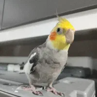 عروس هلندی نر بازیگوش