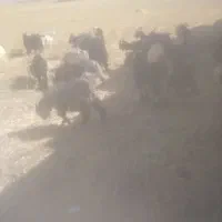 کهره. بیگ بزغاله