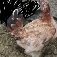 دو عدد مرغ
