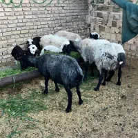 فروش میش و بره شال شکم اول و دوم