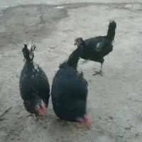 مرغ سیاه درج یک