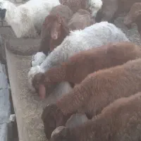 بره نر پای پروار(دامداری برادران اکبرپور)|حیوانات مزرعه|مشهد, توس فردوسی|دیوار