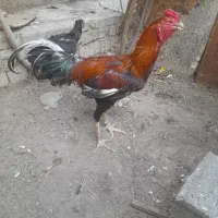 جوجه خروس اصیل