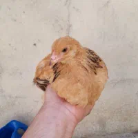 جوجه پاپرواصل برهمـا