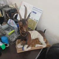 پوست گاو.بز