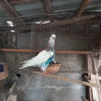 جوجه ماده پنج پری