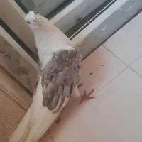 کبوتر