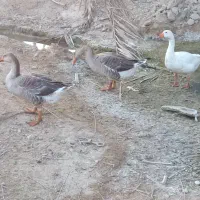 غاز