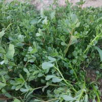 خرفه