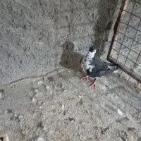 کبوتر