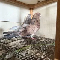 کبوتر سرور اتشی