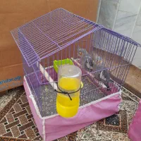 عروس هلندی نر و ماده