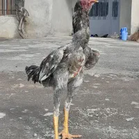 خروس لاری اوشامو